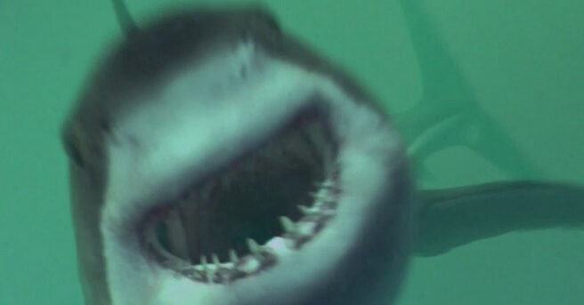 Mồi Cá Mập - Open Water 3 Cage Dive Shark Terror