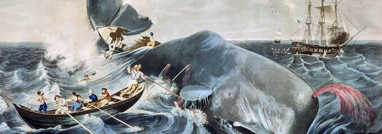 Kẻ Đưa Tin - Moby Dick