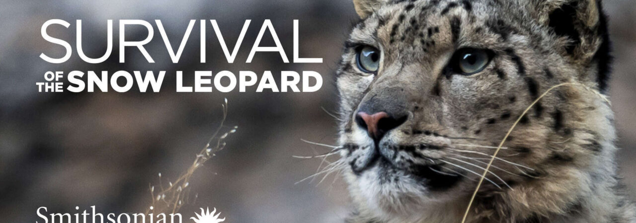 Phim Survival Of The Snow Leopard HD Vietsub Survival Of The Snow Leopard
