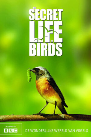 Phim Bí ẩn cuộc sống loài chim HD Vietsub The Secret Life of Birds