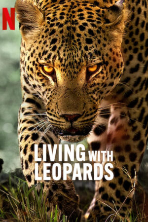 Phim Living with Leopards - Living with Leopards HD Vietsub