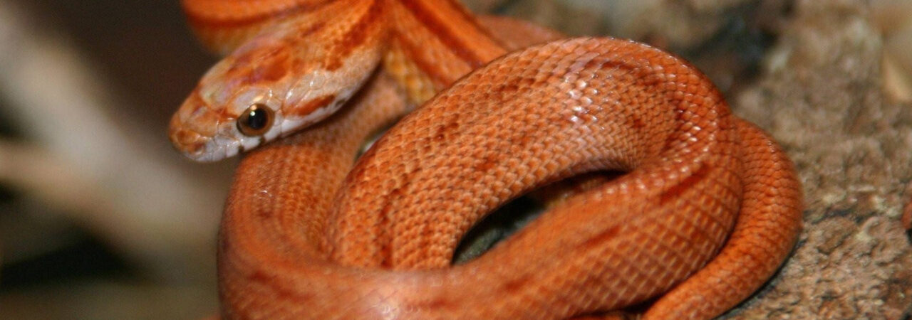 Nét đẹp của loài rắn - The Beauty of Snakes