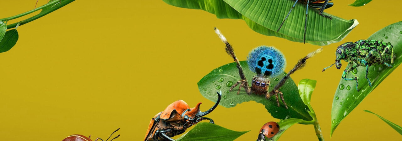 Poster of A Real Bugs Life